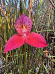 Disa uniflora