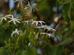 Jasminum malabaricum