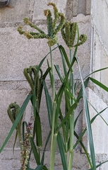 Eleusine coracana