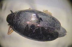 Gyrinus