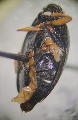 Gyrinus