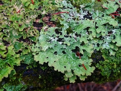 Pseudocyphellaria glabra