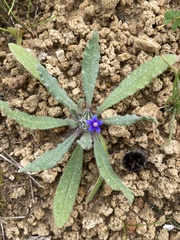 Anchusa