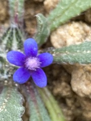 Anchusa