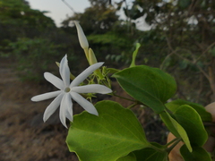 Jasminum malabaricum