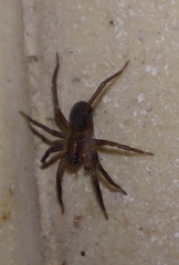Trabea paradoxa