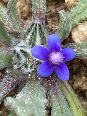 Anchusa