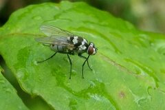 Limnophora obsignata