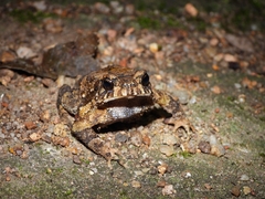 Ingerophrynus ledongensis