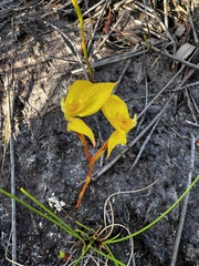 Disa tenuifolia
