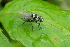 Limnophora obsignata