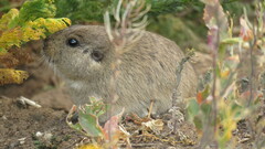 Silky Tuco-Tuco photo 2
