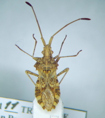 Centrocoris spiniger