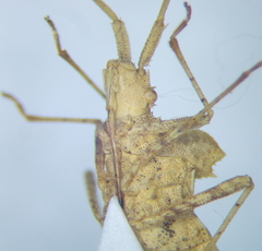 Centrocoris spiniger