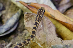 Mastigodryas melanolomus