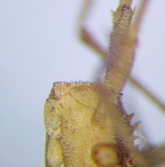 Centrocoris spiniger