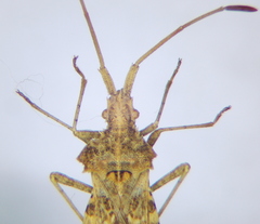 Centrocoris spiniger