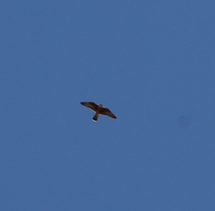 Falco peregrinus