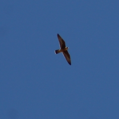 Falco peregrinus
