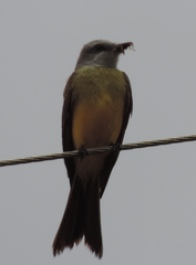 Tyrannus melancholicus