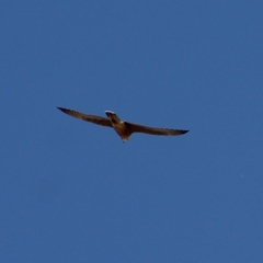 Falco peregrinus