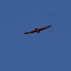 Falco peregrinus