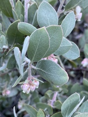 Arctostaphylos canescens