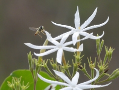 Jasminum malabaricum