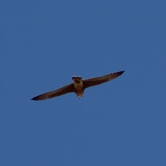 Falco peregrinus