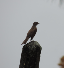 Turdus leucomelas