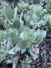 Arctostaphylos canescens