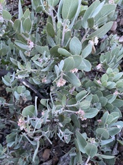 Arctostaphylos canescens