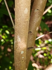 Sebastiania adenophora