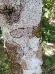 Sebastiania adenophora