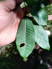 Sebastiania adenophora
