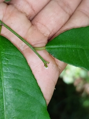 Sebastiania adenophora