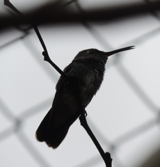 Chionomesa fimbriata