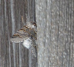 Furcula occidentalis