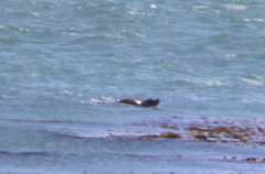 Zalophus californianus