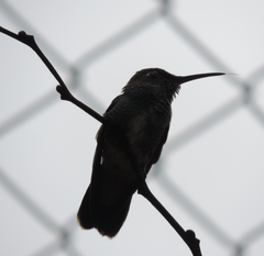 Chionomesa fimbriata