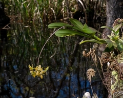 Epidendrum amphistomum