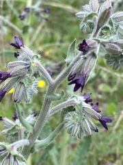 Anchusa hybrida