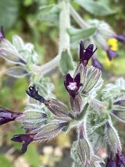 Anchusa hybrida