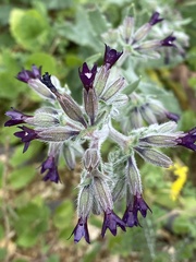 Anchusa hybrida