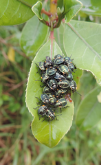 Pachycoris