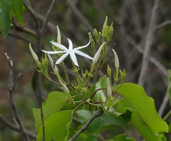 Jasminum malabaricum