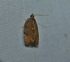 Argyrotaenia juglandana