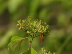 Jasminum malabaricum