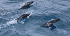 Arctocephalus gazella