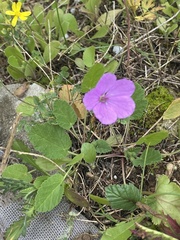 Erodium acaule